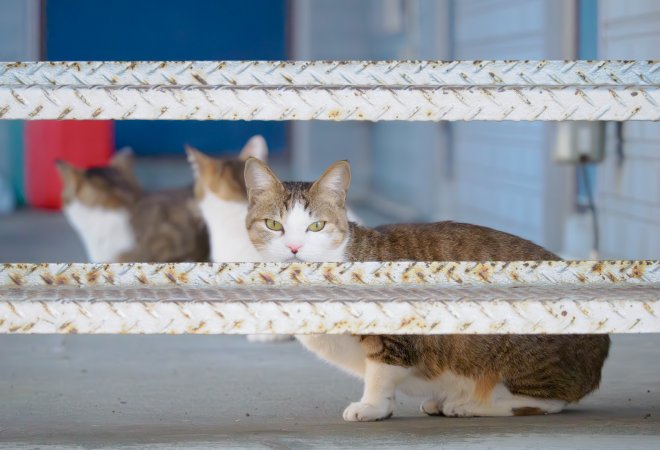 貸出物件でのペットの多頭飼育の問題を解決する方法
