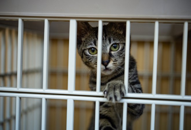 貸出物件でのペットの多頭飼育によるトラブルは探偵に相談