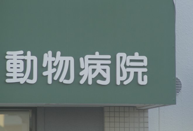 ペットへの嫌がらせを放置するリスク