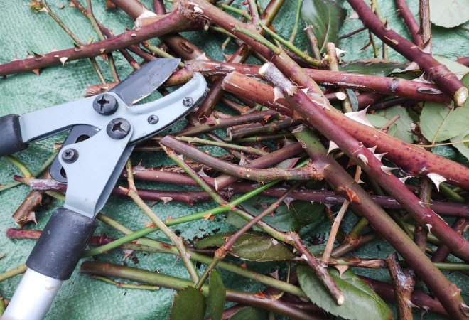 隣人との落ち葉トラブルが生じた際の対処法とは？